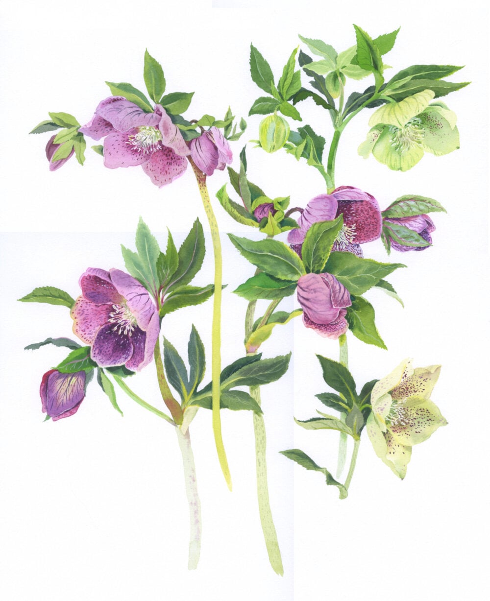 ‘Helebores’
