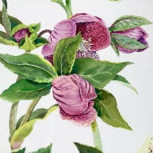 Detail of 'Helebores’