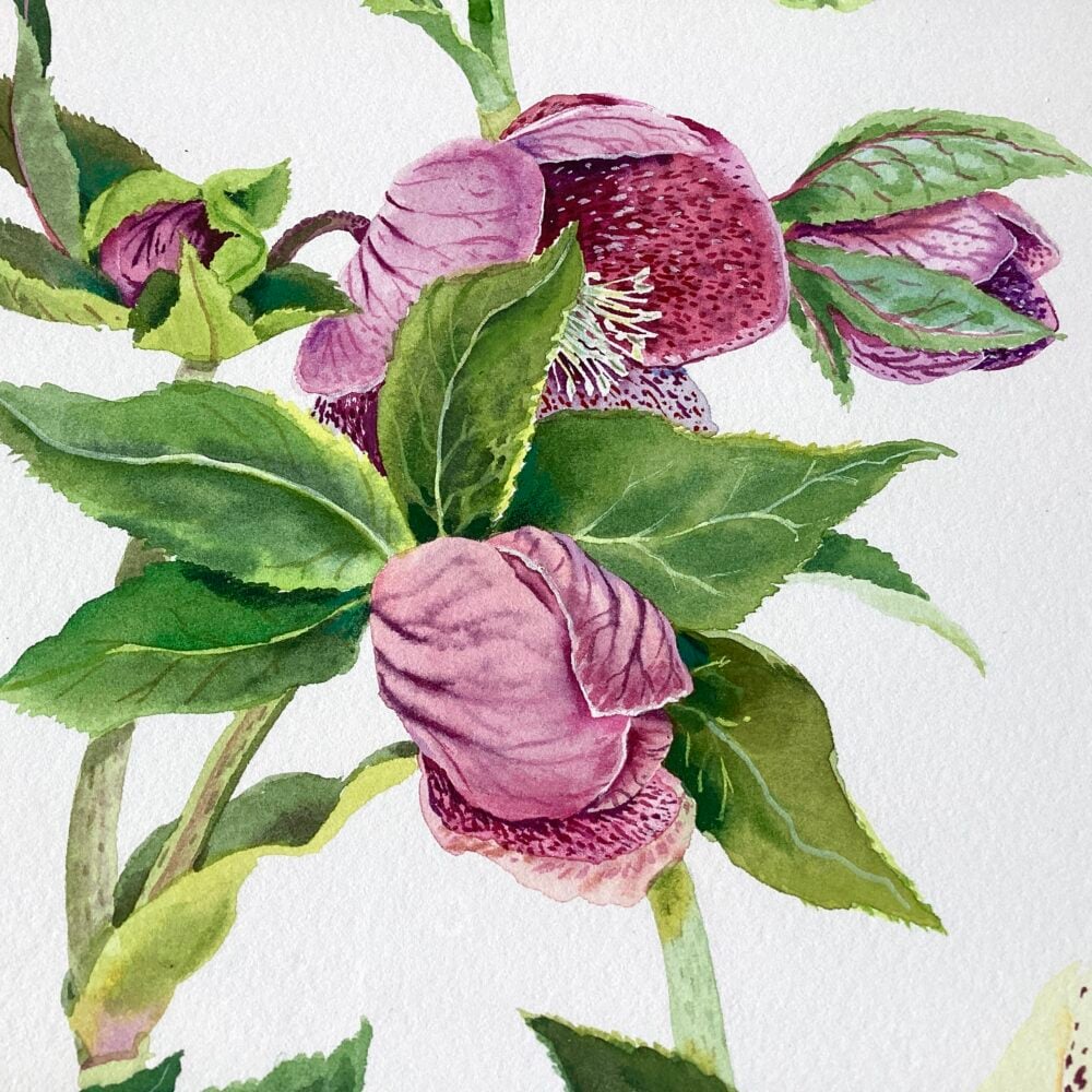Detail of 'Helebores’