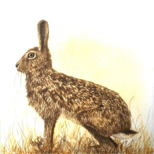 Watchful Hare