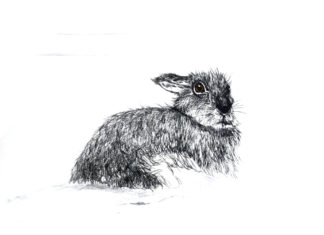 'Winter Hare' Drypoint