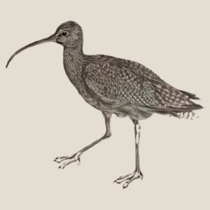 'Curlew' Original Drawing in Biro
