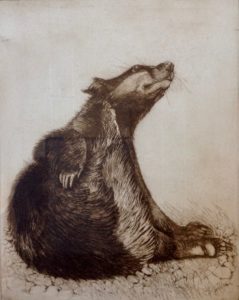 Badger Scratching - Etching
