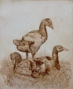 Goslings Etching