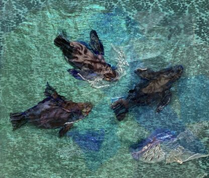 ‘Seals and Seaweed’