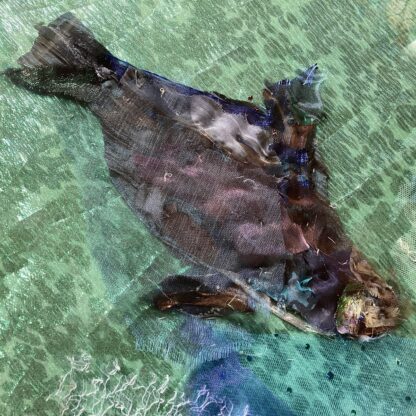 ‘Seals and Seaweed’