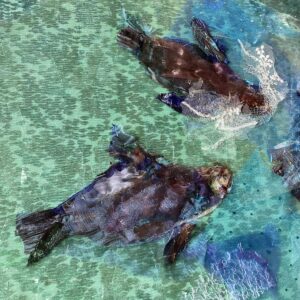 ‘Seals and Seaweed’