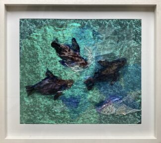 ‘Seals and Seaweed’