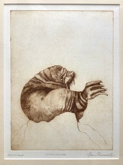 ‘Young Walrus’