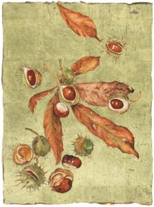 ‘Premium Print ‘Conker’