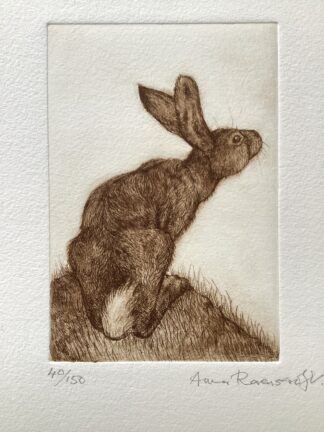 'Hare Looking Up'  Etching
