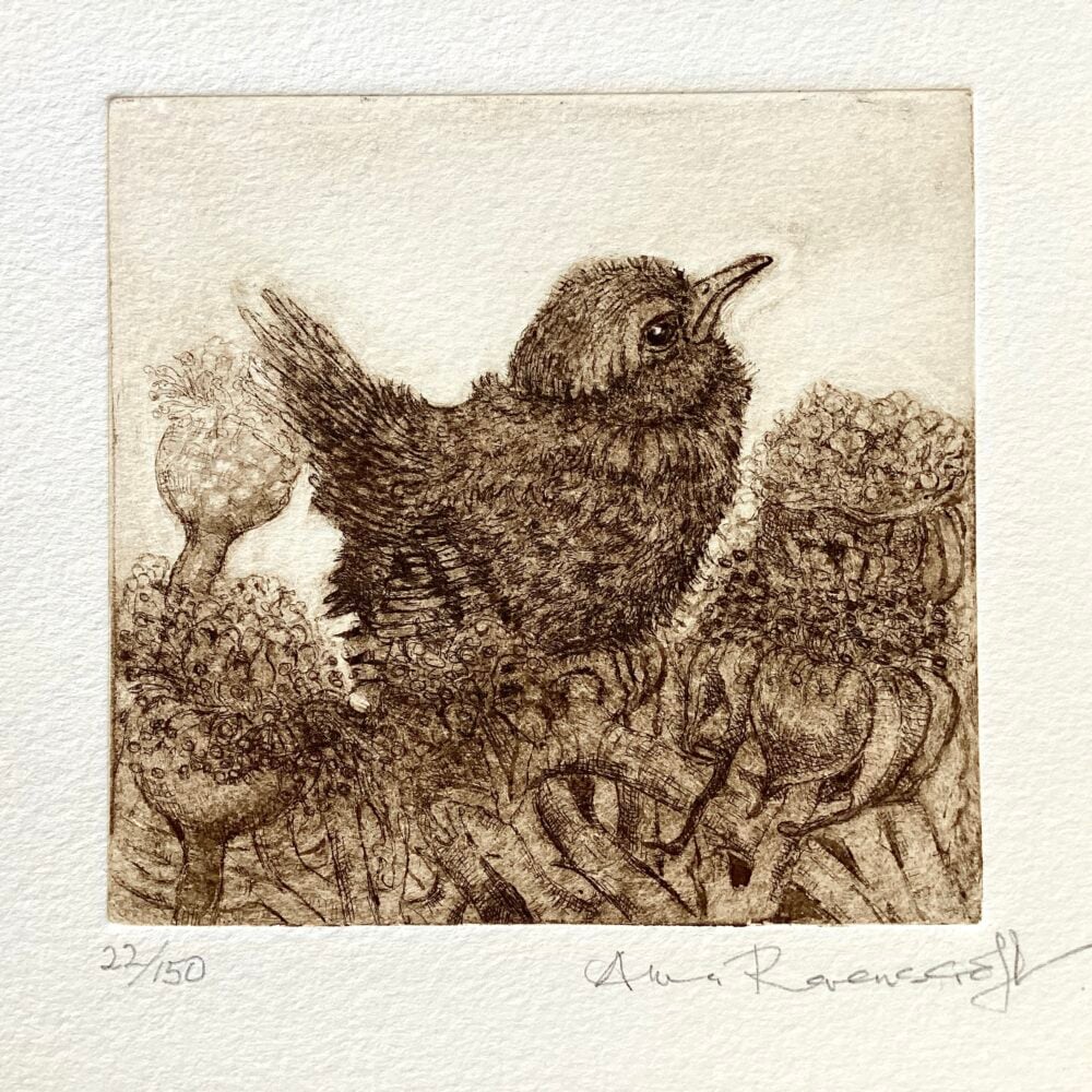 Fledgling Wren and Seed Heads II
