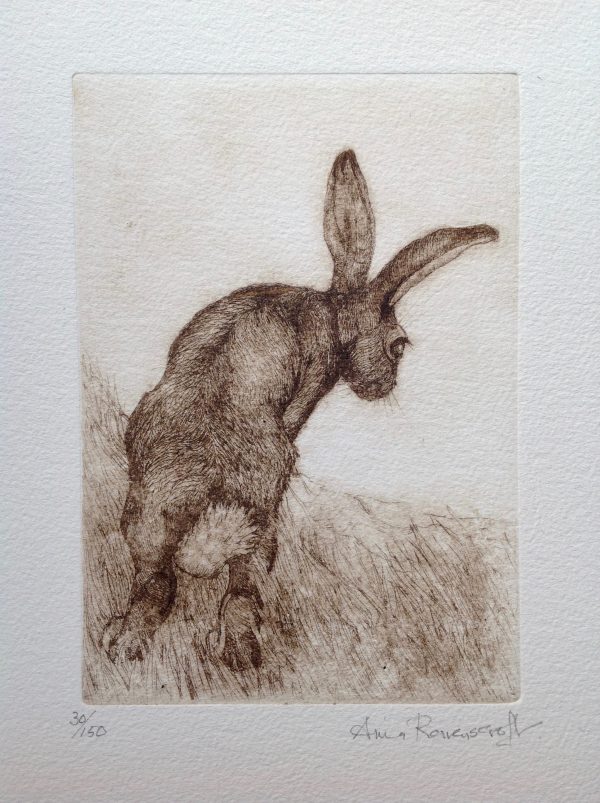 'Hare Looking Down'  Etching