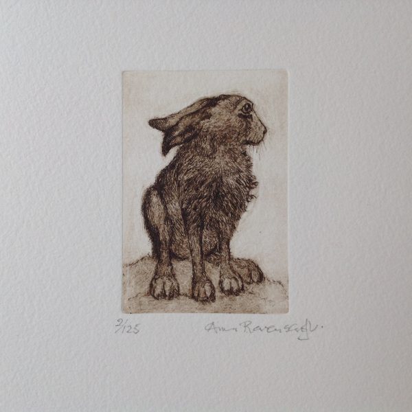 Hare Waking Up  Etching