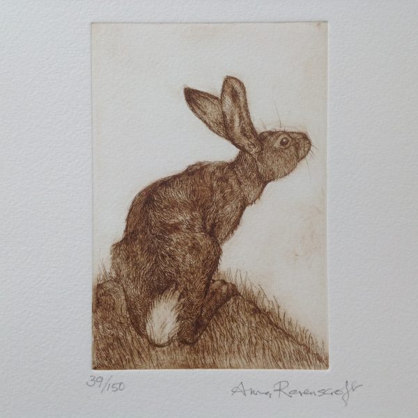 Hare Looking Up  Etching