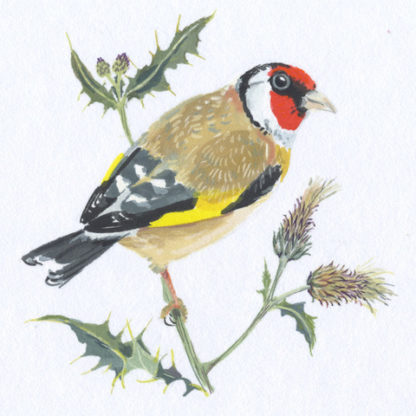 Gold Finch and Thistle