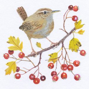 Wren and Hawthorn