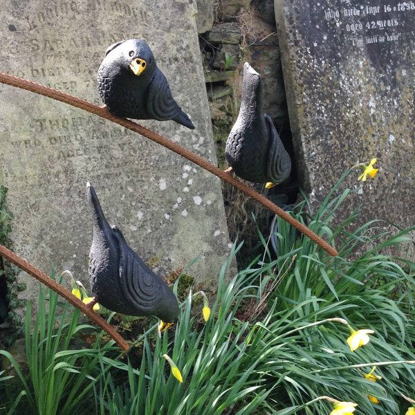 Three Chirpy Blackbirds 