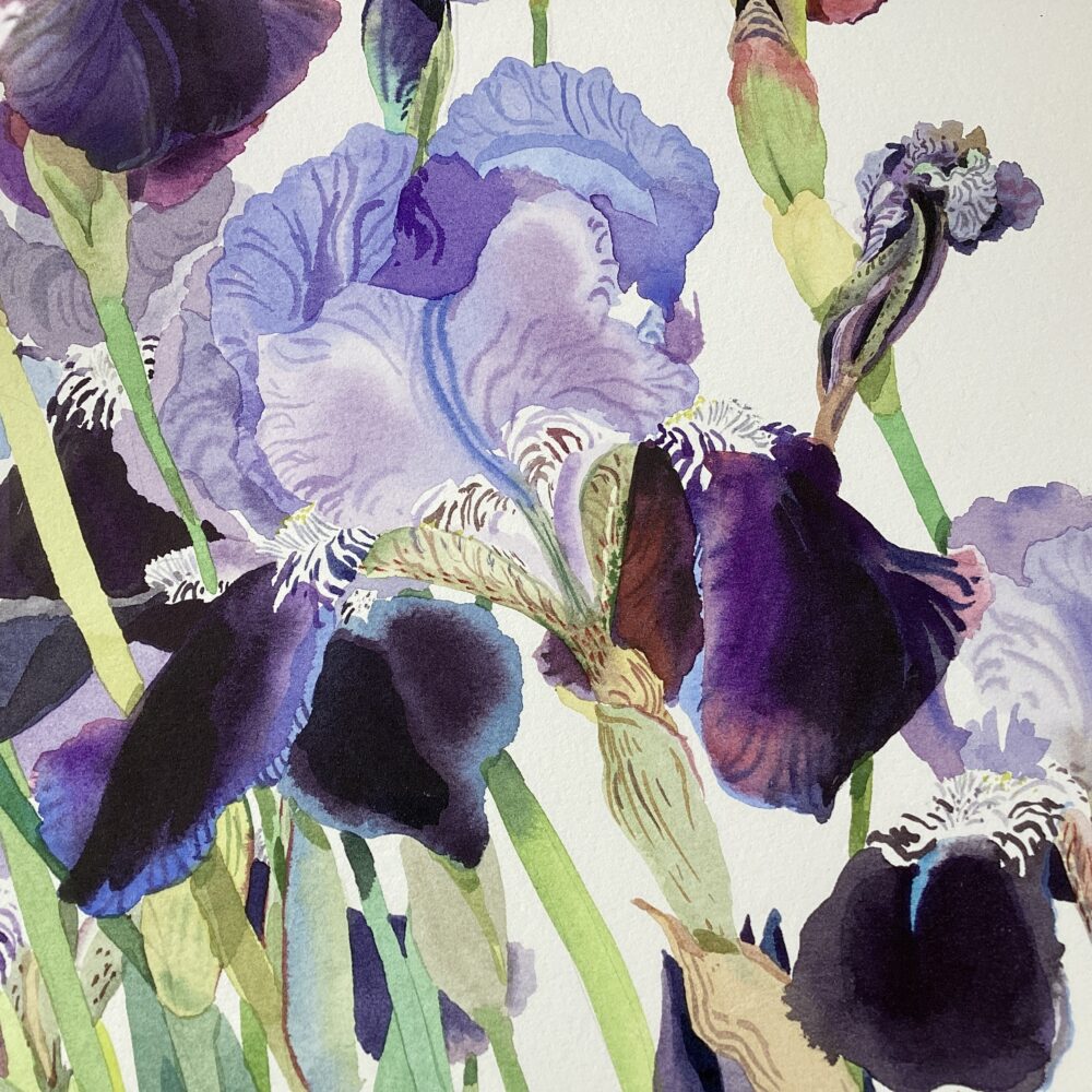 Detail of 'Iris Border’