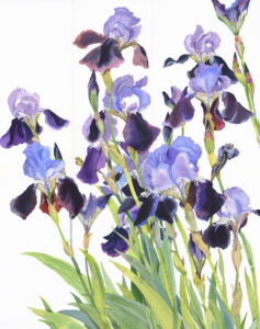 ‘Iris Border’