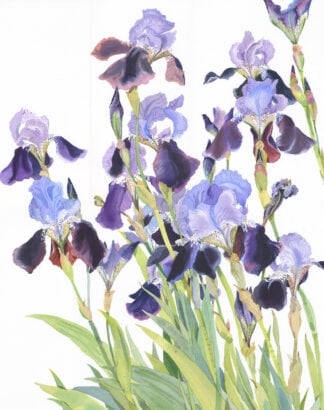 ‘Iris Border’