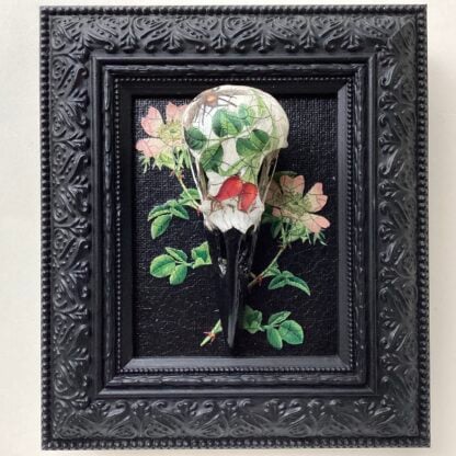 ‘Wild Rose Crow’