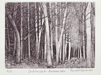 ‘Shobdon Court – American Oaks’