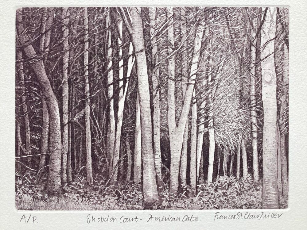 ‘Shobdon Court – American Oaks’