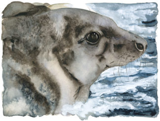 The Lost Spells – Grey Seal