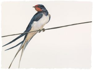 The Lost Spells – Swallow