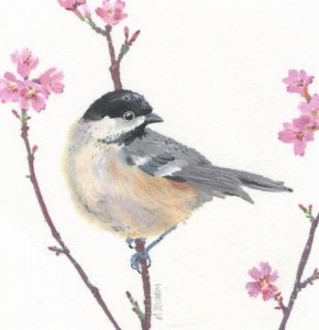 Coal Tit and Prunus