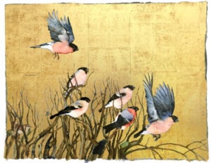 ‘Book of Birds – Bullfinch’