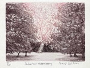 ‘Shobdon Court – Acers and Cherry’