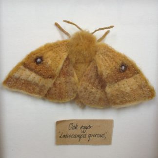 'Oak Eggar Moth'