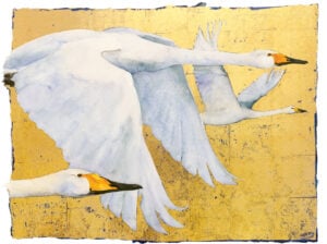 ‘Book of Birds – Whooper Swan’