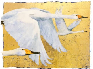 ‘Book of Birds – Whooper Swan’