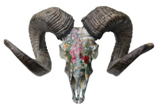 'Garden Border Ram Skull'