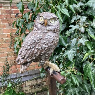‘Little Owl on Fork’