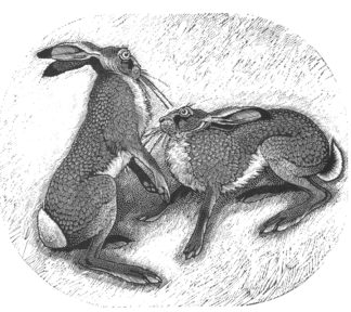 ‘Courting Brown Hares’