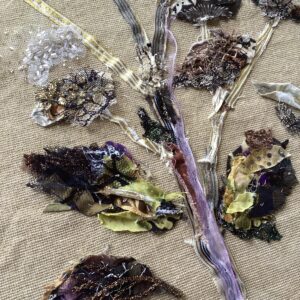 'Autumnal Seed Heads'