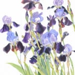 'The Iris Border'